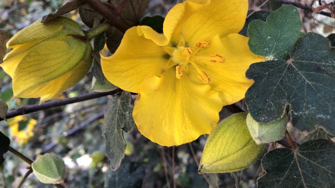 Flannel bush (Fremontodendron californicum) is a very-low-water California native shrub that attracts bees and butterflies.