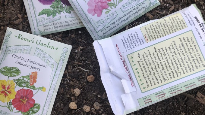 Plant nasturtiums, poppies, sweet peas and other flower seeds now for blooms in early spring.