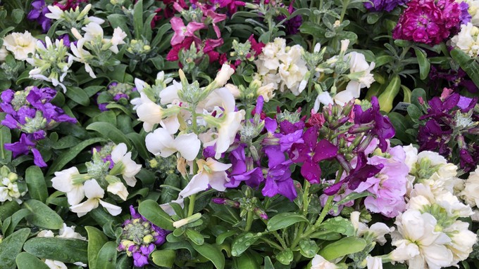 Spring flowers, like these fragrant stock blooms, are ready to bright up landscapes, but the sun we've enjoyed the past few days will be crowded out by clouds soon.