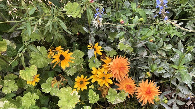 Find horticultural inspiration in a talks by local experts, including River Park Garden Club president Pat Smith, who will speak about French gardens. The plants pictured are from the Jardin de l'Hôtel de Sens in Paris.