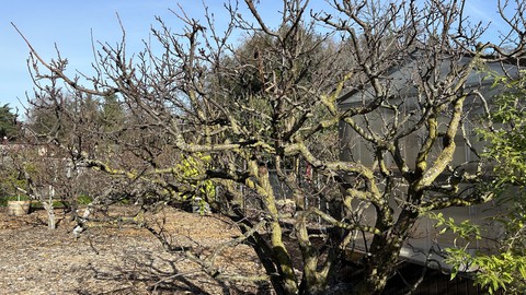 Image caption: Orchards in January are pretty bare, but the Fair Oaks Horticulture Center's orchard will be busy this Saturday during Open Garden Day, 9 a.m. to noon. Bare-root demonstrations will be on tap beginning at 10 a.m.