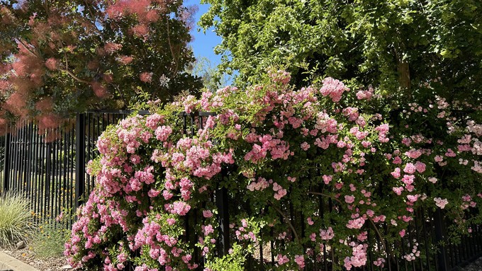 The Fair Oaks Horticulture Center will present its final spring Open Garden Day this Saturday, June 15, from 9 a.m. to noon. The next event will  be Harvest Day on Aug. 3.