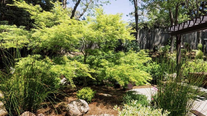 This lush Folsom garden featuring Japanese maples is part of the 2023 Folsom Garden Tour.