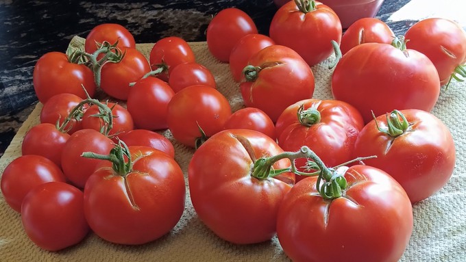 Fred Hoffman says this summer is "one of the best ever for tomatoes and peppers."