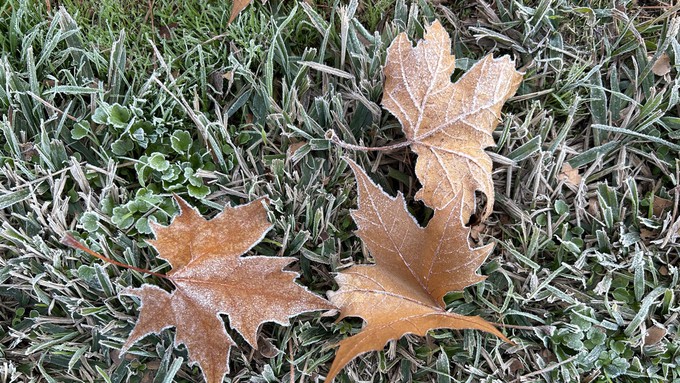 Saturday morning was plenty cold, with delicate frost patterns on fallen leaves and lawns. Prepare the garden for more frost through at least Thursday.