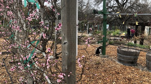 Image caption: See what's starting to bloom at the Fair Oaks Horticulture Center on Saturday morning during Open Garden Day.