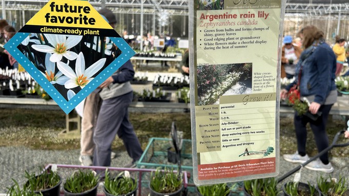 Some of the plants sold at the UC Davis Arboretum Nursery carry signs designating them as "future favorites," or plants adaptable to the changing climate. These include Argentine rain lilies.
