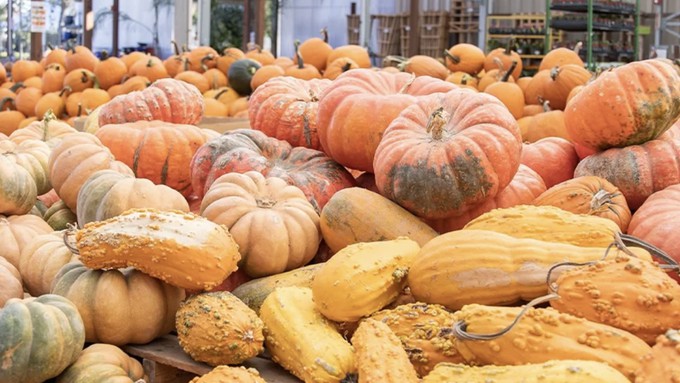 Pumpkins and squash and gourds galore are available at all seven Green Acres locations. This Saturday, during the Fall Festival, each site will hold a pumpkin decorating/carving contest.