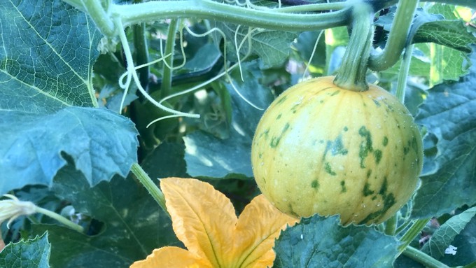 Learn how to grow pumpkins -- many times bigger than this one! -- during "Grow Orangevale Gardening Day" this Saturday. Elk Grove  also will be the site of a garden information event, on both Saturday and Sunday.