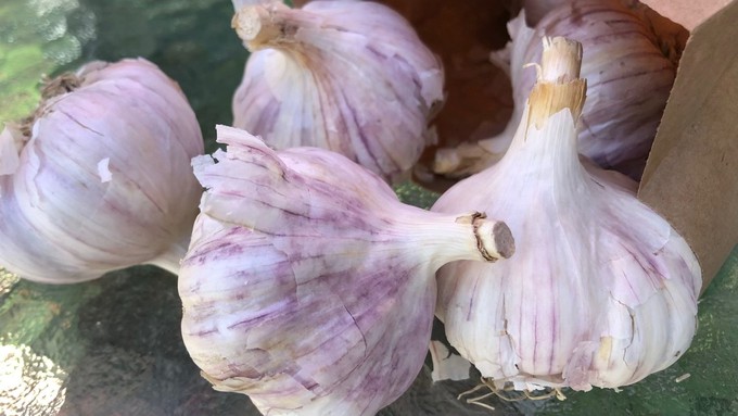 Garlic planting time is coming up quickly. Garlic is an important member of the allium family, which also includes onions, shallots, leeks and chives.