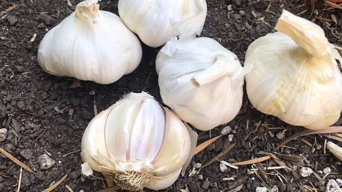 Garlic is a natural pest deterrent as well as a culinary delight.
