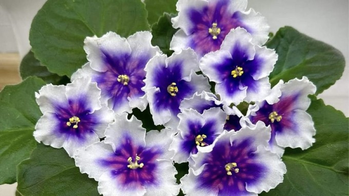 This gorgeous African violet is a sample of what visitors will see at the Delta Gesneriad and African Violet Society show and sale this weekend.