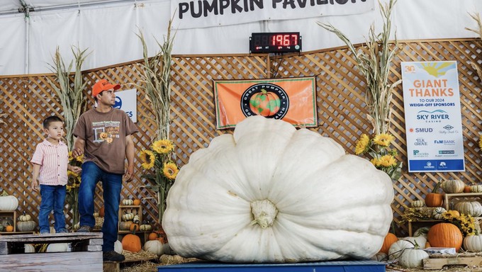 Ruben Frias and one of his sons watch the weigh-off for his giant pumpkin, which proved to be the 2024 winner at 1,967 pounds.