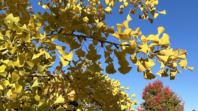 Gingko trees add vibrant splashes of yellow-gold leaves to the Sacramento area's show of fall color. Other street trees add red, orange and crimson.