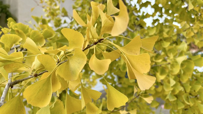 The leaves that look so beautiful on the trees may soon be all over the ground, thanks to expected winds tonight and Wednesday.