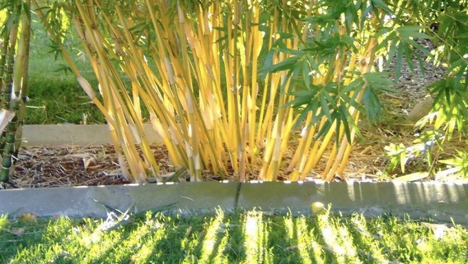 Stunning golden bamboo is one of the plants sold by Mad Man Bamboo Nursery of Rocklin, which is one of the specialty plant vendors Saturday at the Gardener's Market on Saturday.