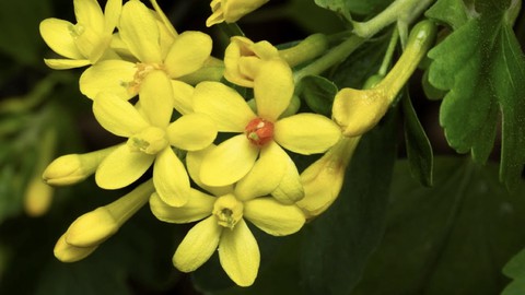 Image caption: The golden currant (Ribes aureum) is blooming now at Patricia Carpenter's native plant garden.