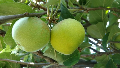 Image caption: Apples such as these Granny Smiths require a certain number of "chill hours" for best fruit quality. In a Feb. 8 workshop, learn about choosing the best bare-root fruit trees for your particular area.