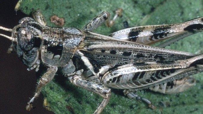 This fearsome-looking grasshopper is called devastator, a species  of Melanoplus grasshopper. But it's typically just under an inch long.