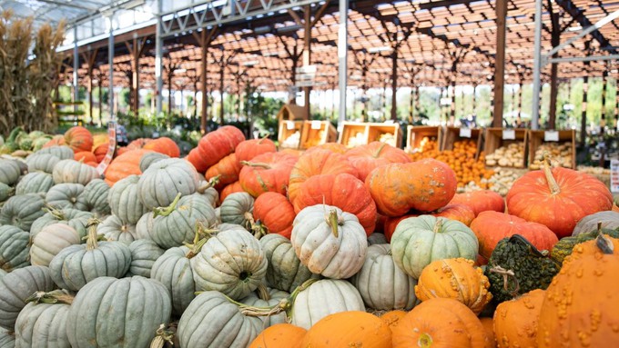 Just in time for Green Acres' annual Fall Festival, piles of pumpkins await shoppers at Green Acres Nursery & Supply.