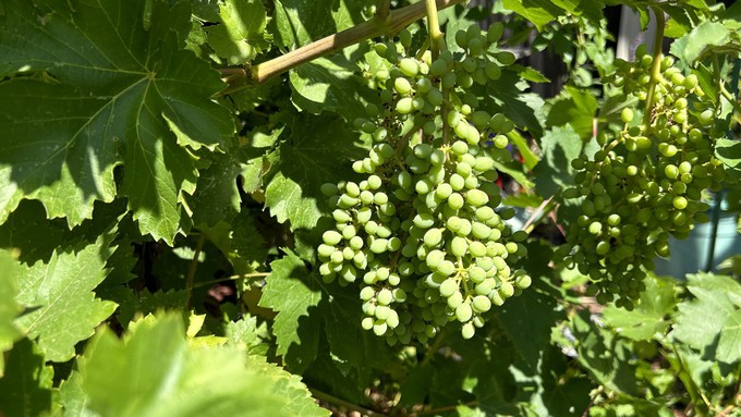 Grapes grow larger with some pruning of fruit. At the very least, trim the last 2-3 inches off the bunches. (These already have been done.)