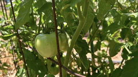 Image caption: Ripening tomatoes appreciate shade during heat waves. If plants aren't this leafy, some shade cloth can prevent sunscald.