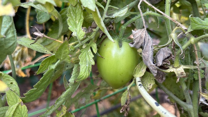This Roman Warrior tomato very likely won't get a chance to turn red outside. High temperatures are dropping this next week into the 60s. Best to pick the remaining green tomatoes and let them ripen indoors.