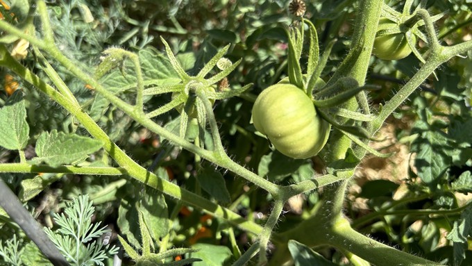Tomatoes are in progress! They're developing nicely as we move into summer.