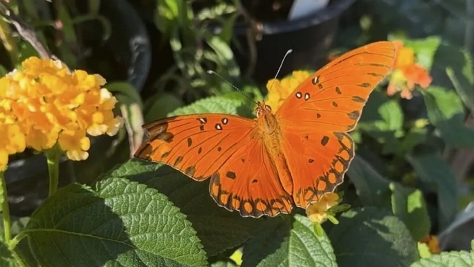 The beautiful Gulf Fritillary butterfly is the focus of The Secret Garden's Butterfly Fest, Sept. 14-15 and 21-22.