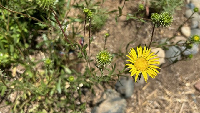 Meet Grindelia stricta, otherwise known as Oregon gumweed. It's a tough California native and a great nectar plant for bees and butterflies. The Arboretum Nursery has 66 of these plants available at clearance prices.