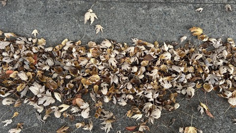 Image caption: "Leave the leaves" is correct for our gardens, but not for our gutters. This leaf-packed gutter is a potential contributor to street flooding once the rain begins this week.