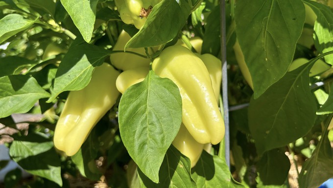 These beauties are Gypsy peppers, growing at the Fair Oaks Horticulture Center. Check out the vegetable garden during Harvest Day next Saturday, Aug. 3.