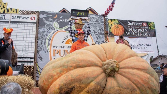 Winner Travis Gienger is the 2024 Half Moon Bay champion with a 2,471 pound-pumpkin at the Safeway World Champion Pumpkin Weigh-Off. Photo courtesy of Half Moon Bay Pumpkin and Art Festival