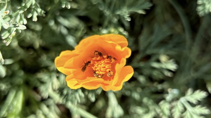 This native California poppy isn't even completely open and already five little pollinators -- tripartite sweat bees -- are working hard inside, gathering pollen. Native plants attract native wildlife.
