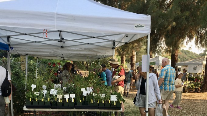 Plant lovers browse the offerings of Morningsun Herb Farm during a previous Harvest Day. The Vacaville nursery will be back with herbs, perennials and native plants at Saturday's event, along with nine other vendors of plants and garden-related products.