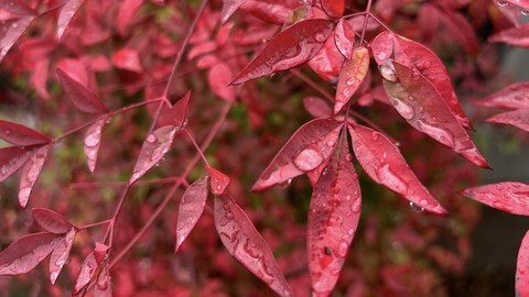 Image caption: Heavenly bamboo, wearing its fall colors, is decorated with raindrops Saturday morning. Rain is likely through Tuesday, followed by a cool, dry period including Thanksgiving.