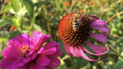 Image caption: A honey bee pauses for a bit of nectar as well as pollen from a coneflower. Honey bees search for water to cool the hive when temperatures get above 96.8 degrees.