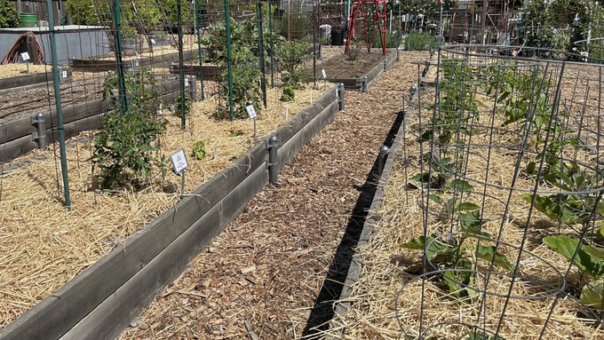 Many happy vegetable plants are mulched with straw in the raised beds at the Fair Oaks Horticulture Center. What you can't see are the irrigation lines running through the beds under the straw.