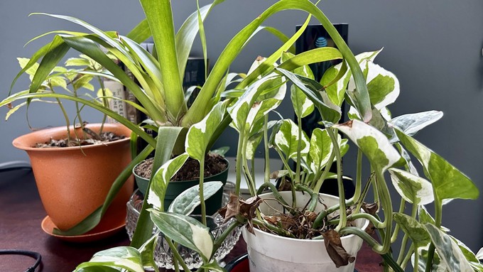 These houseplants are thriving in the indirect light from a north-facing window.