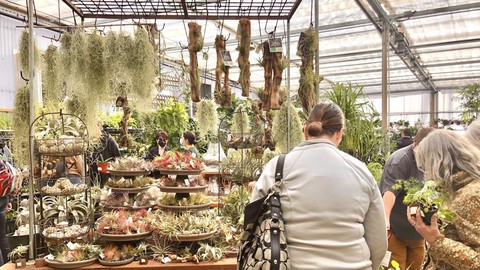 Image caption: Expect a wide selection of houseplants during the Green Acres "Extraordinary Houseplant Event" in  Citrus Heights.