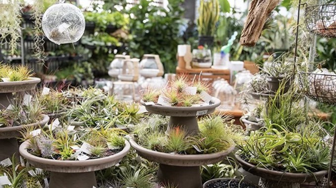 Air plants are among the most popular of houseplants these days. They don't require soil, absorbing nutrients and water from the air. See the Green Acres selection during Saturday's "Extraordinary Houseplant Event."