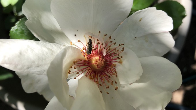 A hover fly visits a Jacqueline du Pré rose. Be sure to deadhead spent roses for continued spring bloom.