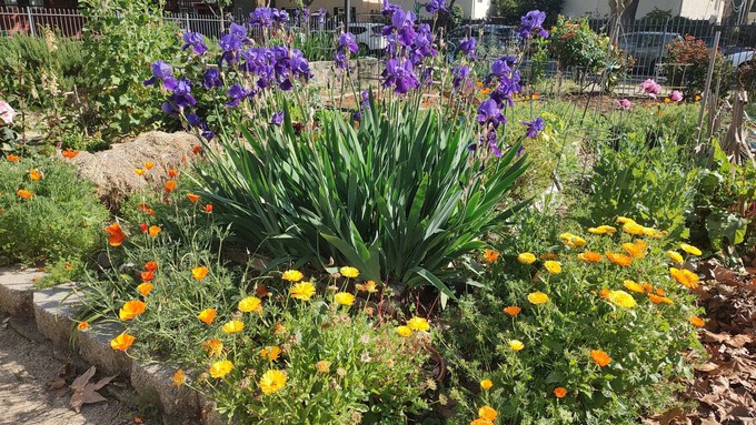 Hydrozoning groups together plants with similar water needs. These combinations also can look as pretty as they are water efficient such as this grouping of bearded irises, calendulas and poppies.