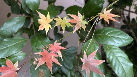 Image caption: There are leaves yet to fall this month. Be sure to rake and compost them or, better yet, leave them in the planting beds where they land.