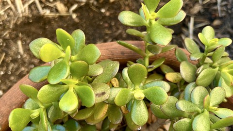 Image caption: Jade plants and other succulents are not frost-tolerant, so move them indoors or next to a building, or put them under a frost cloth.