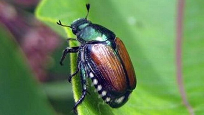 Japanese beetles are small  –  half the size of a penny  – but very hungry.