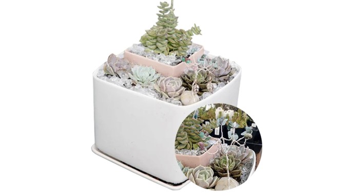 This pretty succulent garden can be created in the Green Acres workshops scheduled at all stores on July 22.