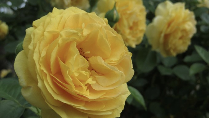 Julia Child, a popular floribunda rose, is a yellow variety that can take Sacramento’s summer heat – and still look gorgeous in October.
