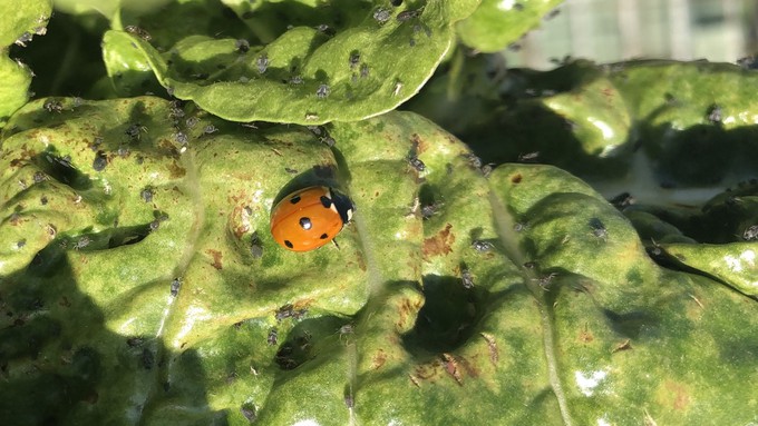 An adult lady beetle considers the dining offerings on an aphid-infested chard plant. Immature lady beetles are even more voracious eaters of aphids than the adults are.