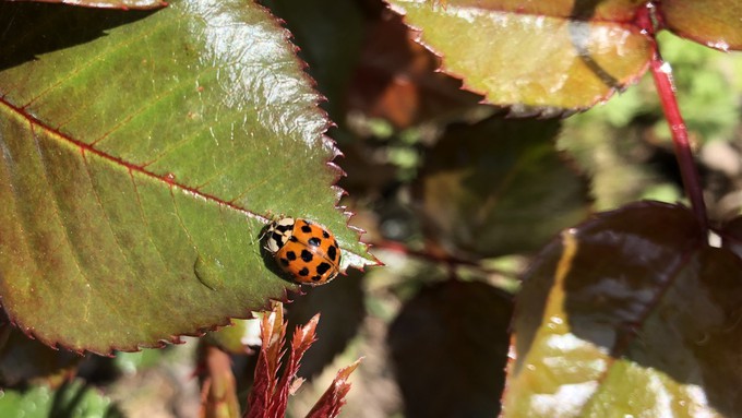Lady beetles may be the best known, but species of beetles cover a wide spectrum. Learn about some of them Sunday at UC Davis.